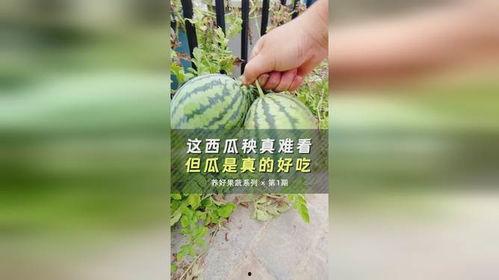 吃瓜爆料缅北是真的吗,吃瓜爆料是否属实？