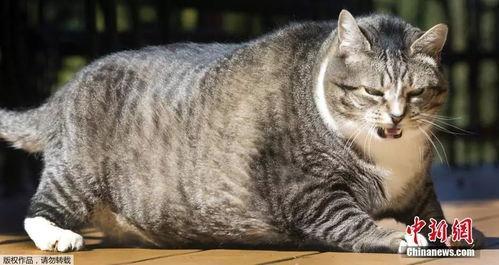 胖猫谭竹吃瓜爆料,娱乐圈吃瓜大揭秘