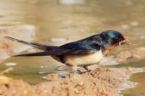 吃瓜爆料老燕子是谁,吃瓜爆料界神秘人物“老燕子”的真实身份