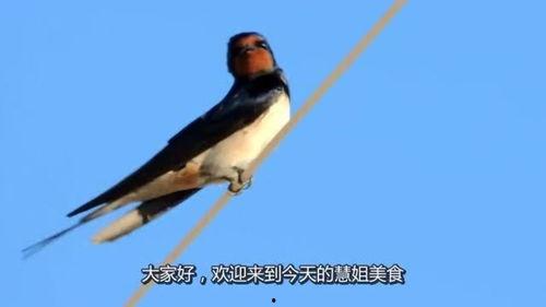 吃瓜爆料老燕子是谁,吃瓜爆料界神秘人物“老燕子”的真实身份