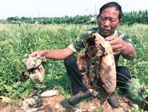 缅北吃瓜最新事件爆料,最新吃瓜事件揭秘