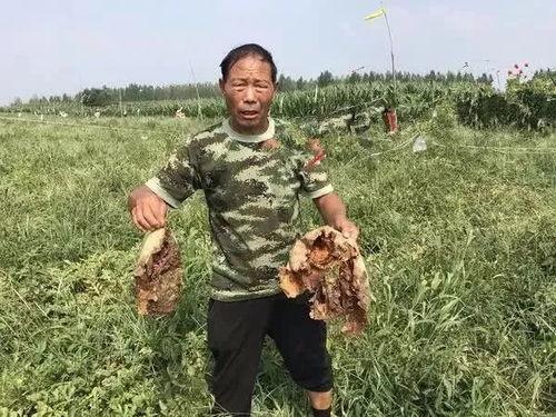 缅北吃瓜最新事件爆料,最新吃瓜事件揭秘