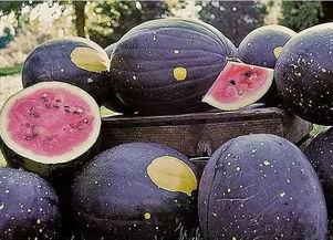 黑料吃瓜网热点大瓜蘑菇,蘑菇热点大瓜，揭秘娱乐圈幕后真相