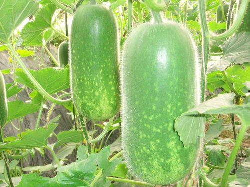 蛋哥吃瓜爆料图片大全,揭秘娱乐圈幕后真相，图片大全大揭秘