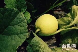 热门大瓜51吃瓜黑料下载,热门大瓜背后的真相与争议