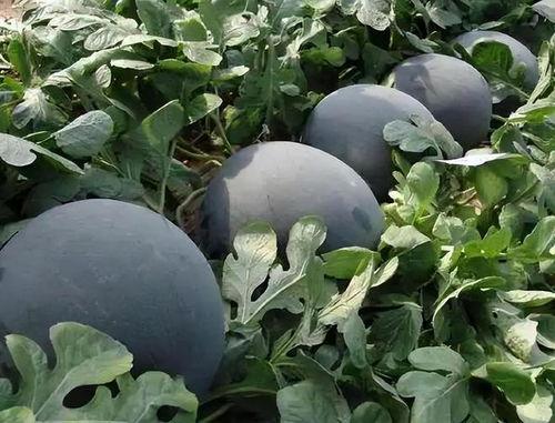 网红吃瓜黑料吃瓜别打样,揭秘网络舆论背后的真相与反思