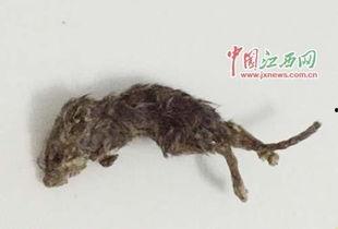 老鼠吃瓜最新事件爆料,揭秘瓜农与鼠患的矛盾冲突