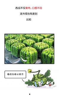 每日黑料吃瓜历史,回顾吃瓜历史，揭秘娱乐圈幕后真相