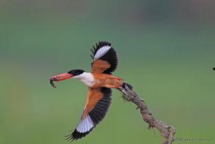 蓝明星网红,闪耀娱乐圈的璀璨新星