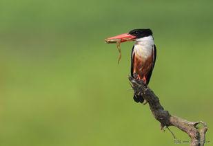 蓝明星网红,闪耀娱乐圈的璀璨新星