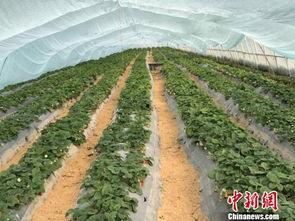 吃瓜群爆料大棚图片真实,吃瓜群爆料揭示农业新面貌