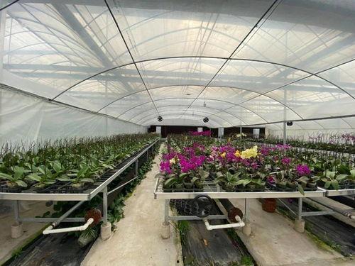 吃瓜群爆料大棚图片真实,吃瓜群爆料揭示农业新面貌